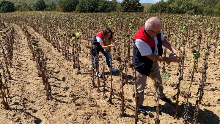 Kuraklık Ayçiçeği Üretimini Tehdit Ediyor!