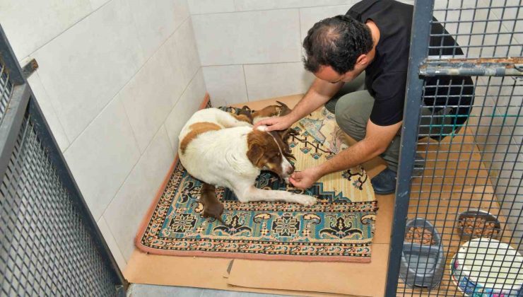 Kepçe ile köpek toplama iddiası asılsız çıktı