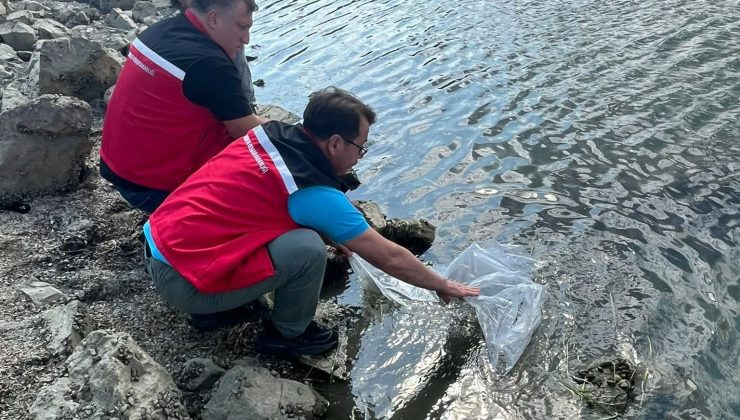 Tekirdağ’da 975 Bin Sazan Yavrusu Göletlere Bırakıldı