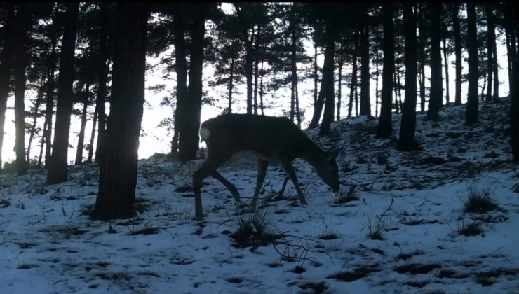 Ganos Dağı’nda Yaban Hayatını İzleyen Fotokapanlar