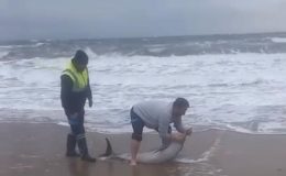 Sarımsaklı Plajı’nda Yunus Kurtarma Sevinci!