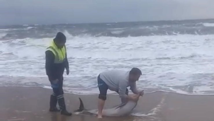 Sarımsaklı Plajı’nda Yunus Kurtarma Sevinci!