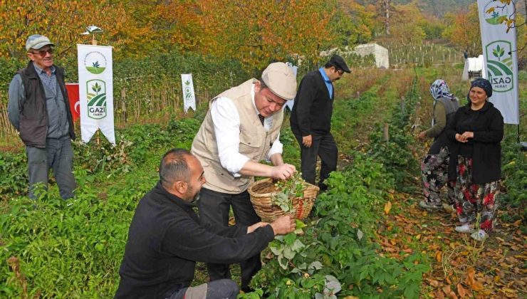 Ahududu ile Dağ Köylerine Ekonomik Canlanma!