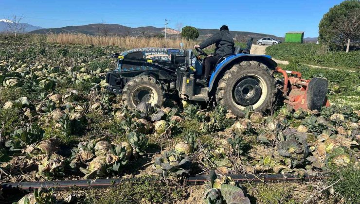 Yenişehir’de Lahanalar Tarlada Çürüyor!