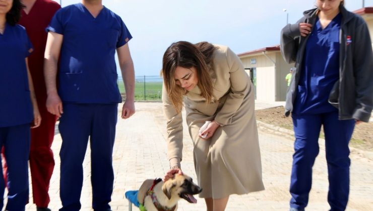 Sahipsiz Hayvanlar İçin Modern Bakımevi Açıldı